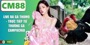 Live Đá Gà Thomo - Trực Tiếp Từ Trường Gà Campuchia